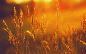 Sunshine Wheat Plants Wallpaper