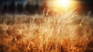 Sunshine Wheat Plants Wallpaper