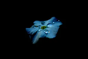 Super Amoled Flower Droplets Wallpaper