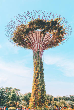 Supertree In Singapore Wallpaper
