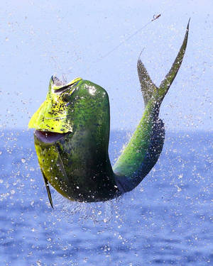 Surface Dwelling Ray-finned Mahi-mahi Fish Wallpaper