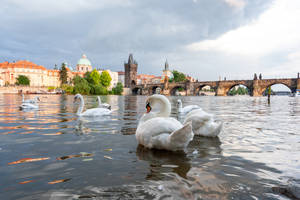 Swans On Vltava Czech Republic Wallpaper