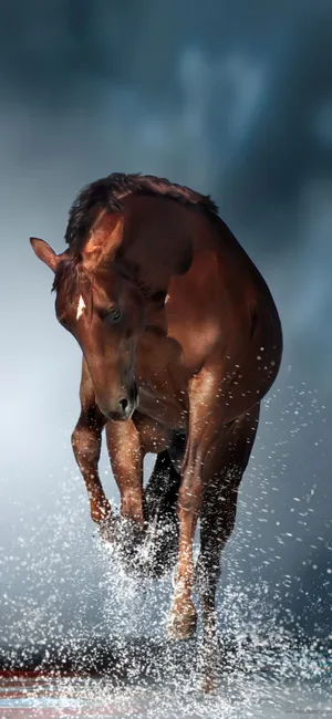 Sweet And Juicy Slice Of Watermelon Wallpaper