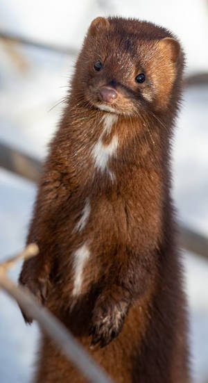 Sweet Brown Mink Wallpaper