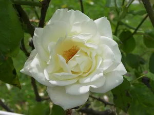 Sweet White Rose Flower Wallpaper