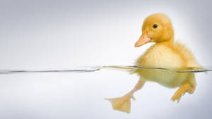 Swimming Baby Duck Wallpaper