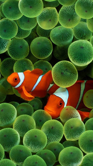 Swimming Clown Fish Iphone X Nature Wallpaper