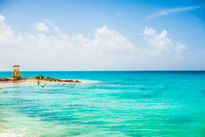 Swimming In Barbados Wallpaper