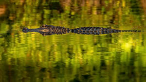 Swimming Swamp Alligator Wallpaper