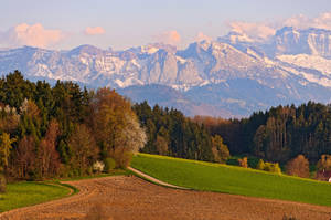 Swiss Alps Pine Trees Wallpaper