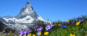 Swiss Alps Purple And Yellow Flowers Wallpaper