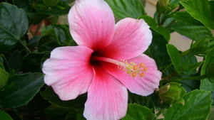 Symbolic Pink Native Hawaiian Hibiscus Flower Wallpaper