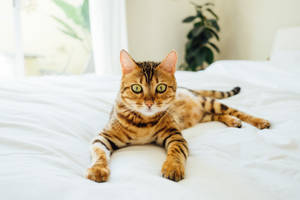 Tabby Kitten On White Comforter Wallpaper