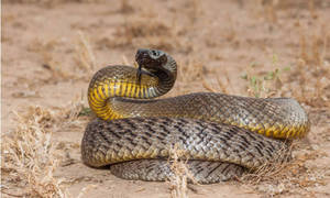 Taipan Snake On Dried Grass Wallpaper