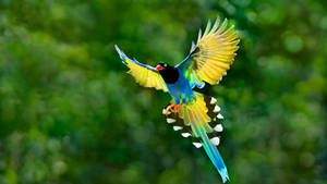 Taiwan Blue Magpie Wallpaper