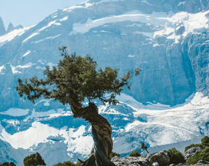 Tajikistan Snow Mountain And Tree Wallpaper