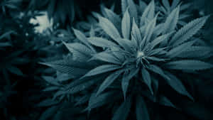 Take A Trip With 4k Marijuana Wallpaper