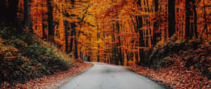 Take In A Breathtaking Fall View Of Colorful Leaves Wallpaper