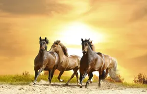 Take In The Beautiful Natural Landscape Of A Ranch Wallpaper