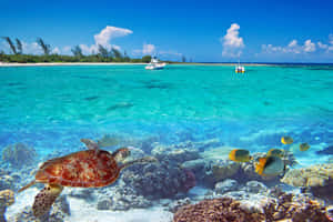 Take In The Beauty And Tranquility Of The Summer Season Wallpaper