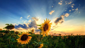 Take In The Beauty Of A Flowering Summer Sunset Wallpaper