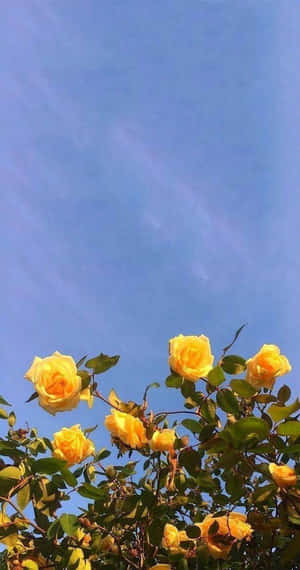 Take In The Sunshine 🌞 Wallpaper