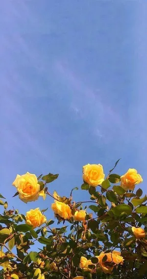 Take In The Sunshine π Wallpaper