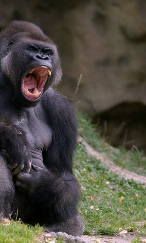 Take In The View With This Cool Gorilla Wallpaper