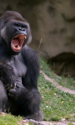 Take In The View With This Cool Gorilla Wallpaper