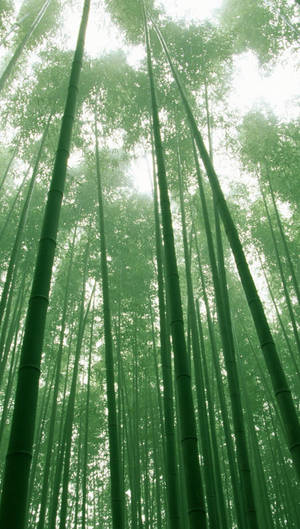 Tall Bamboo Forest Iphone Wallpaper