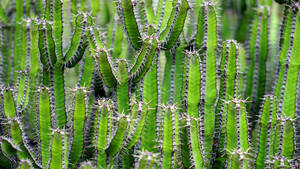 Tall Cactus Plants With White Thorns Wallpaper