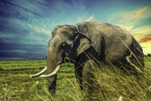 Tall Grass Elephant Wallpaper