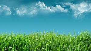 Tall Grass Under Sky Wallpaper