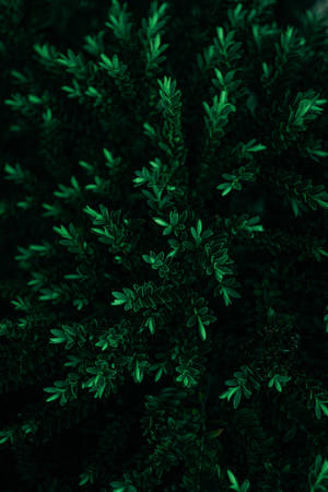 Tall Leaves Simple Dark Aesthetic Wallpaper