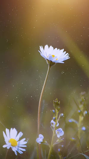 Tall White Daisy Flower Phone Wallpaper