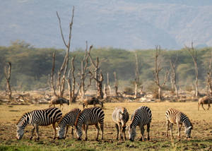 Tanzania Lake Manyara Wallpaper