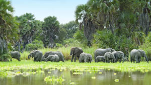 Tanzania Selous Game Reserve Wallpaper