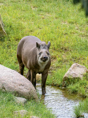 Tapir By Water Stream.jpg Wallpaper