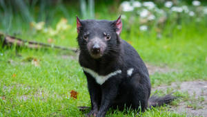 Tasmania Devil Black Grass Wallpaper