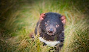 Tasmanian Devil Animal Wallpaper