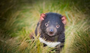 Tasmanian Devil Animal Wallpaper