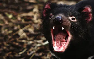 Tasmanian Devil Hd Wallpaper And Background Image Wallpaper