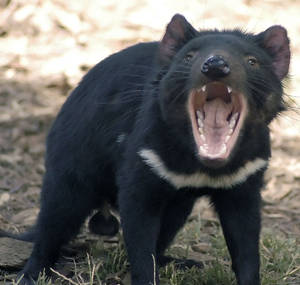 Tasmanian Devil Wallpaper. Wallpaper