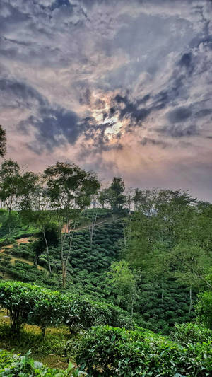 Tea Garden In Sreemangal Wallpaper