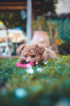 Teacup Poodle Red Chew Toy Wallpaper