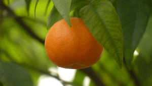 Tender Sensitive Satsuma Mandarins Wallpaper