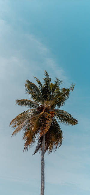 Terrific Snapshot Of Coconut Tree Wallpaper