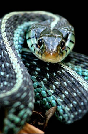 Texas Garter Snake's Head Wallpaper