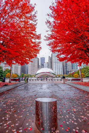 The Bean Chicago Red Leaves Wallpaper