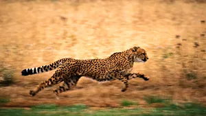 The Beautiful Cheetah Blend In With The Natural Environment. Wallpaper